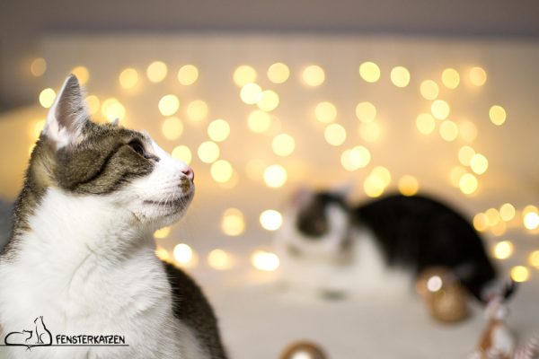 Fensterkatzen_Das-Erste-Mal_Weihnachten-mit-Katzen_01