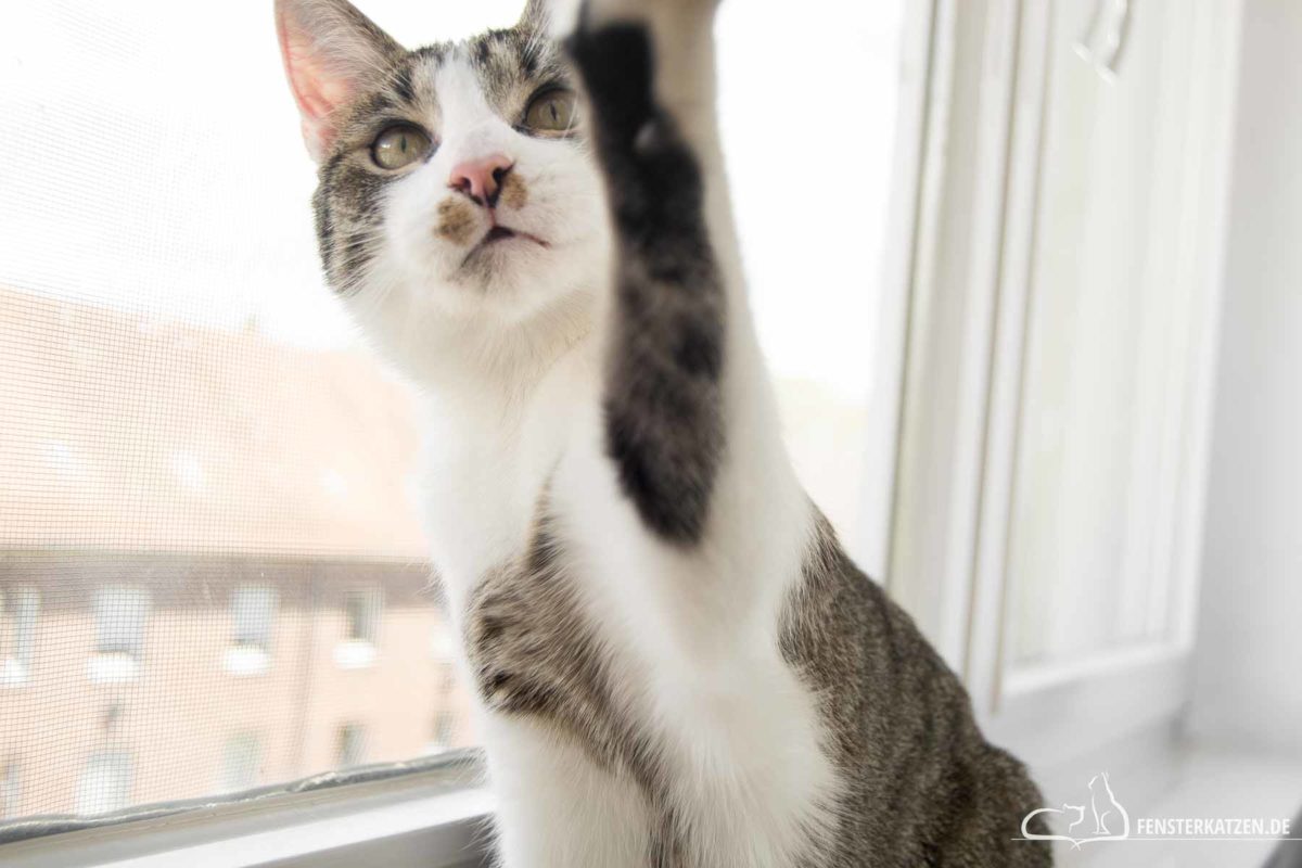 Fensterkatzen-Do-It-Yourself-Fotoshooting-mit-Katzen-Titelbild