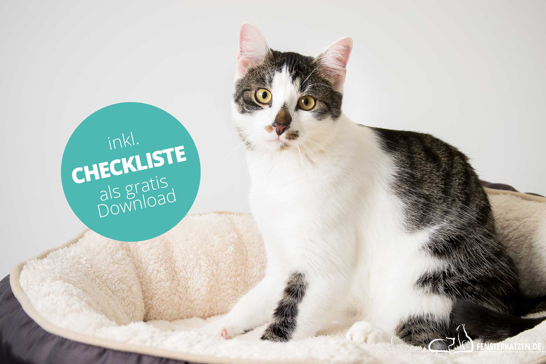 Fensterkatzen-Katzenblog-Ratgeber-Erstausstattung-Katze-Checkliste-Titelbild