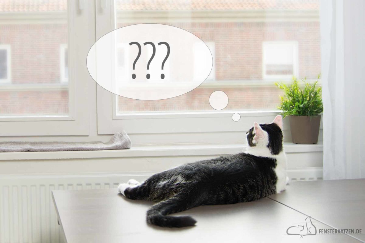 Fensterkatzen-Ratgeber-Was-sollte-man-sich-vor-der-Aufnahme-einer-Katze-fragen-Titelbild