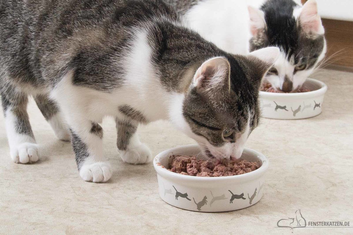 Fensterkatzen-Ratgeber-Woran-erkenne-ich-hochwertiges-Futter-Titelbild