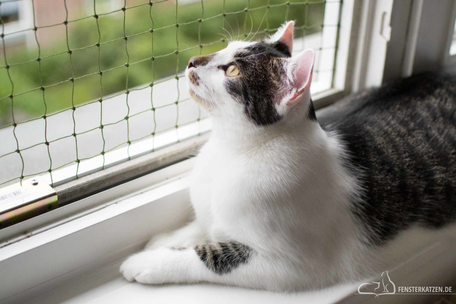 Fenster Schutz Fur Katzen