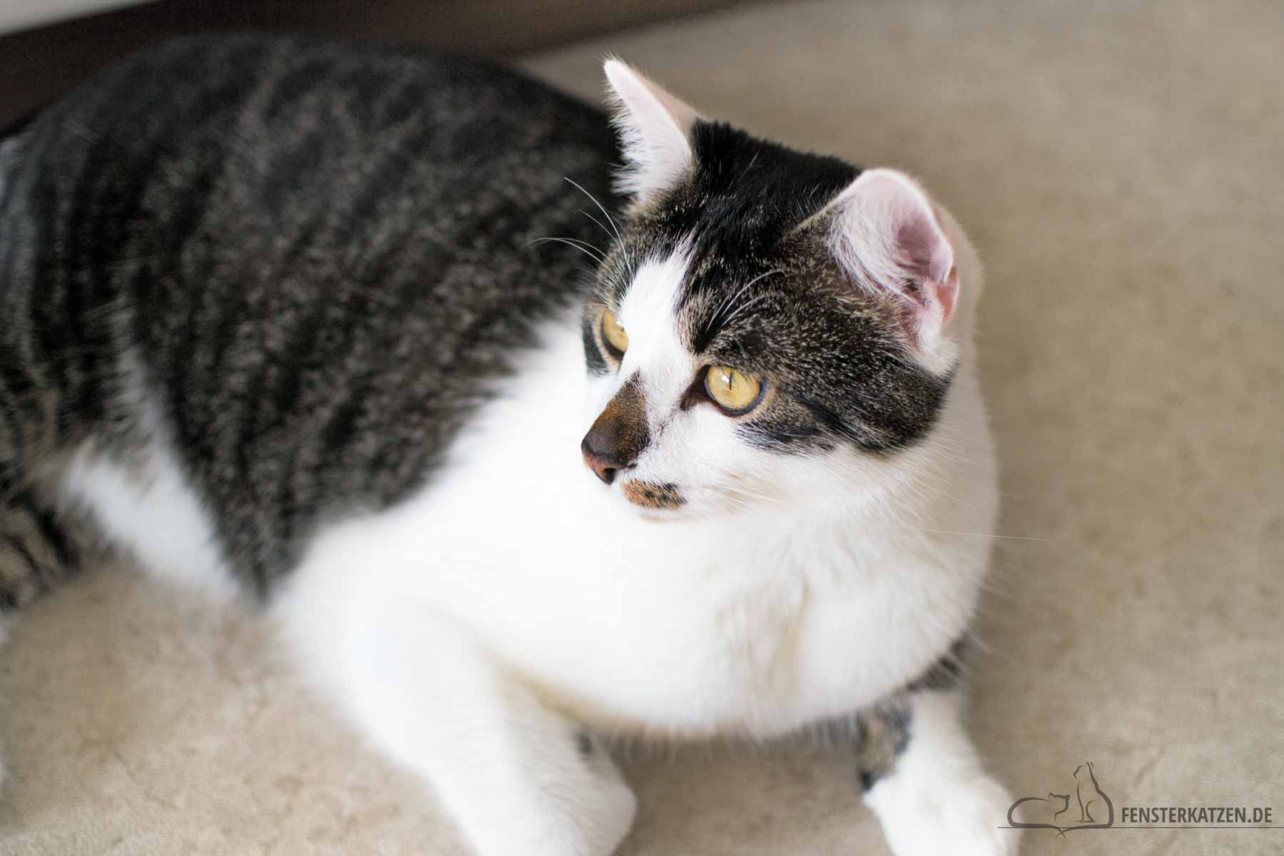 Fensterkatzen-Alltag-Tagebuch-eines-Katers-auf-Diaet-03-Titelbild