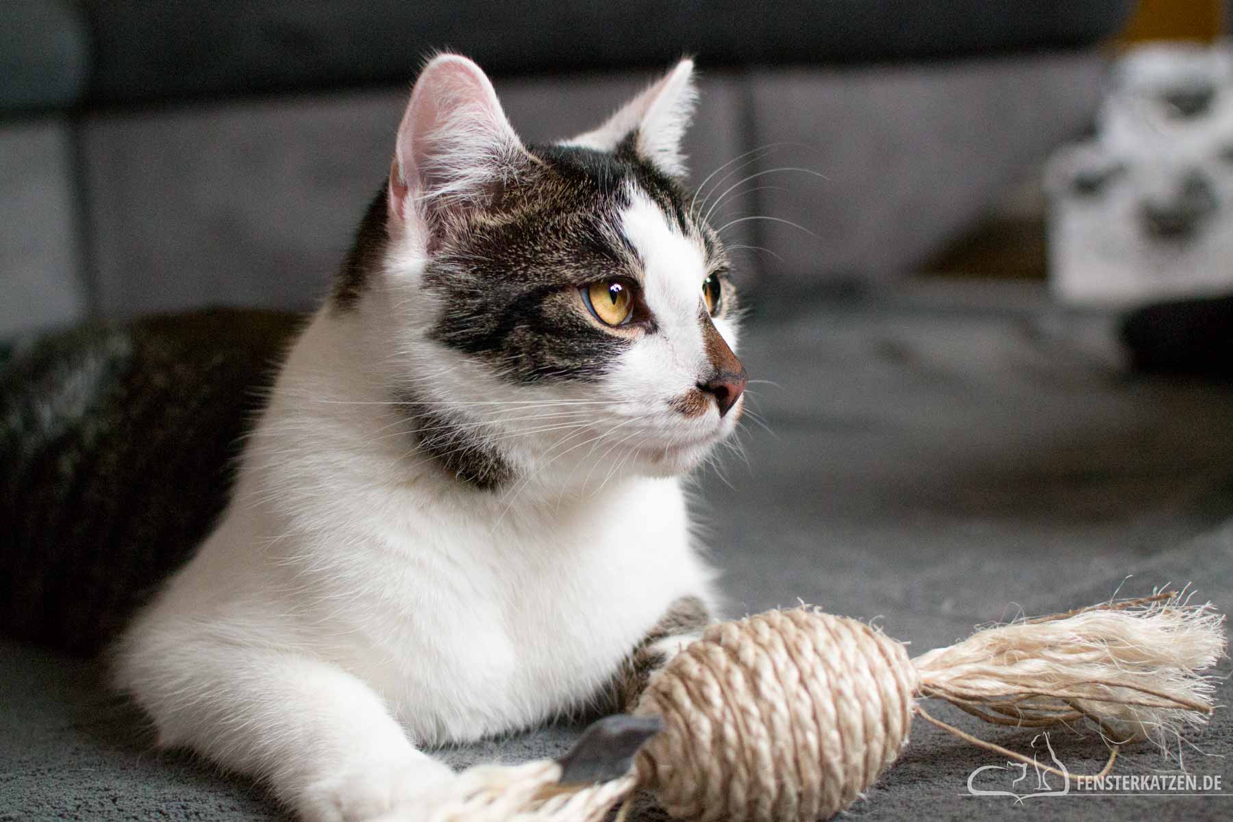 Fensterkatzen-Getestet-Katzenspielzeug-Sisalbonbon-XL-Leylahs-Sisaltraeume-Titelbild