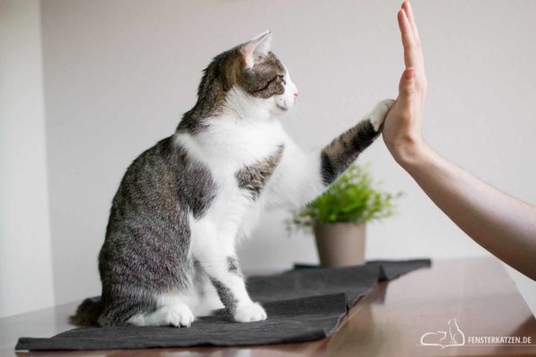 Fensterkatzen-Ratgeber-Clickertraining-mit-Katzen-Titelbild