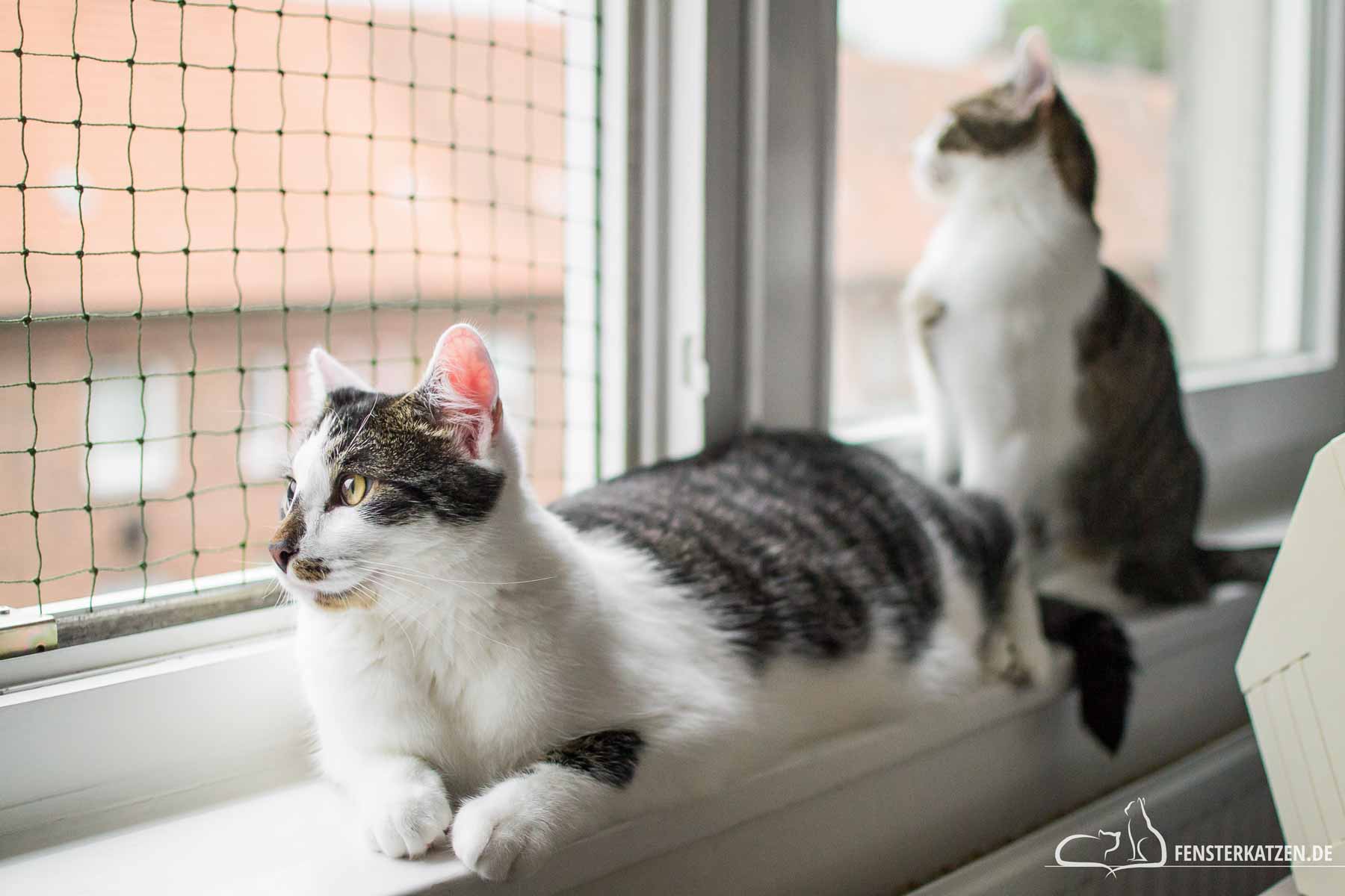 Fensterkatzen-Ratgeber-Kastration-bei-Katze-und-Kater-Titelbild