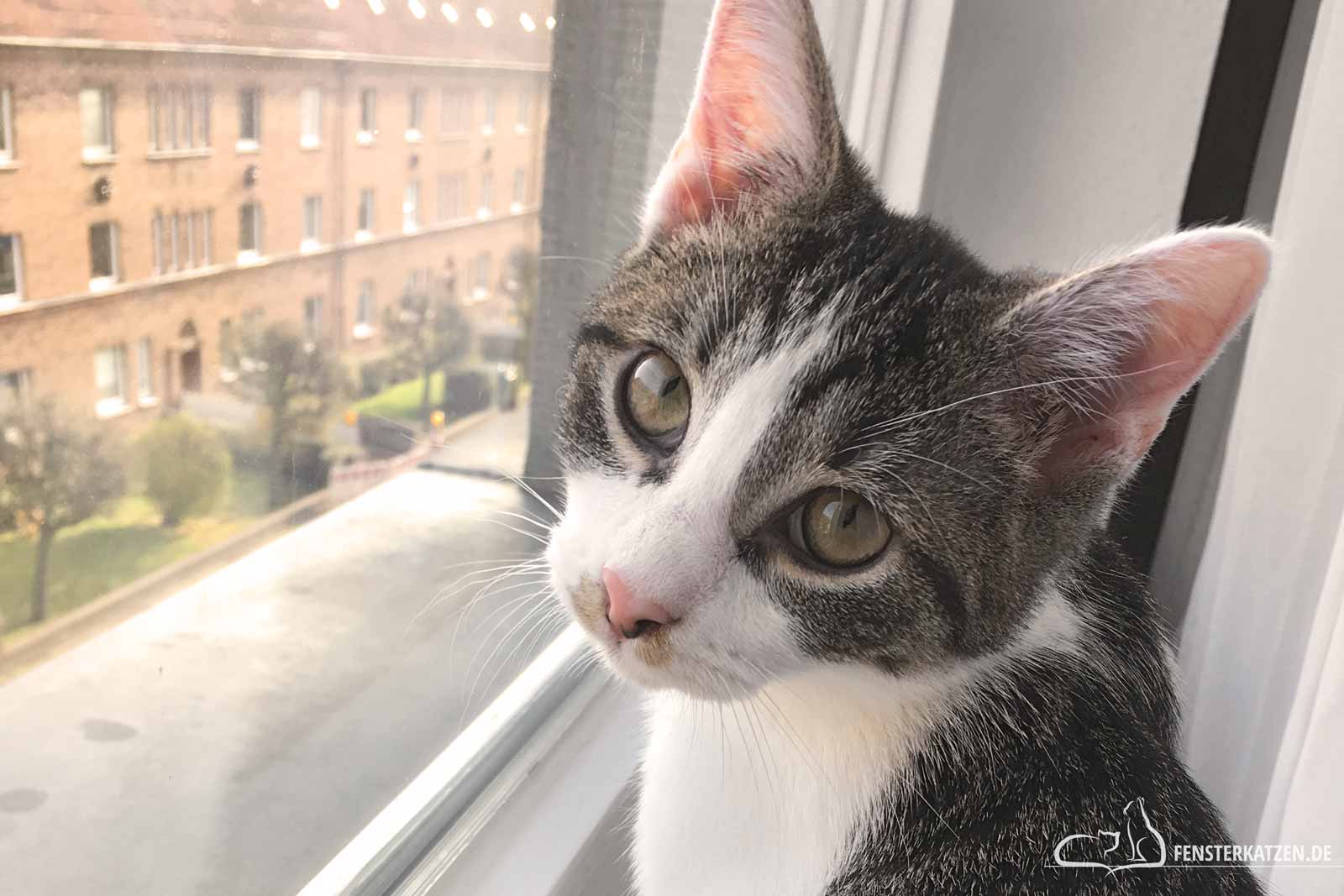 Fensterkatzen-Das-Erste-Mal-Besuch-Bekommen-Titelbild