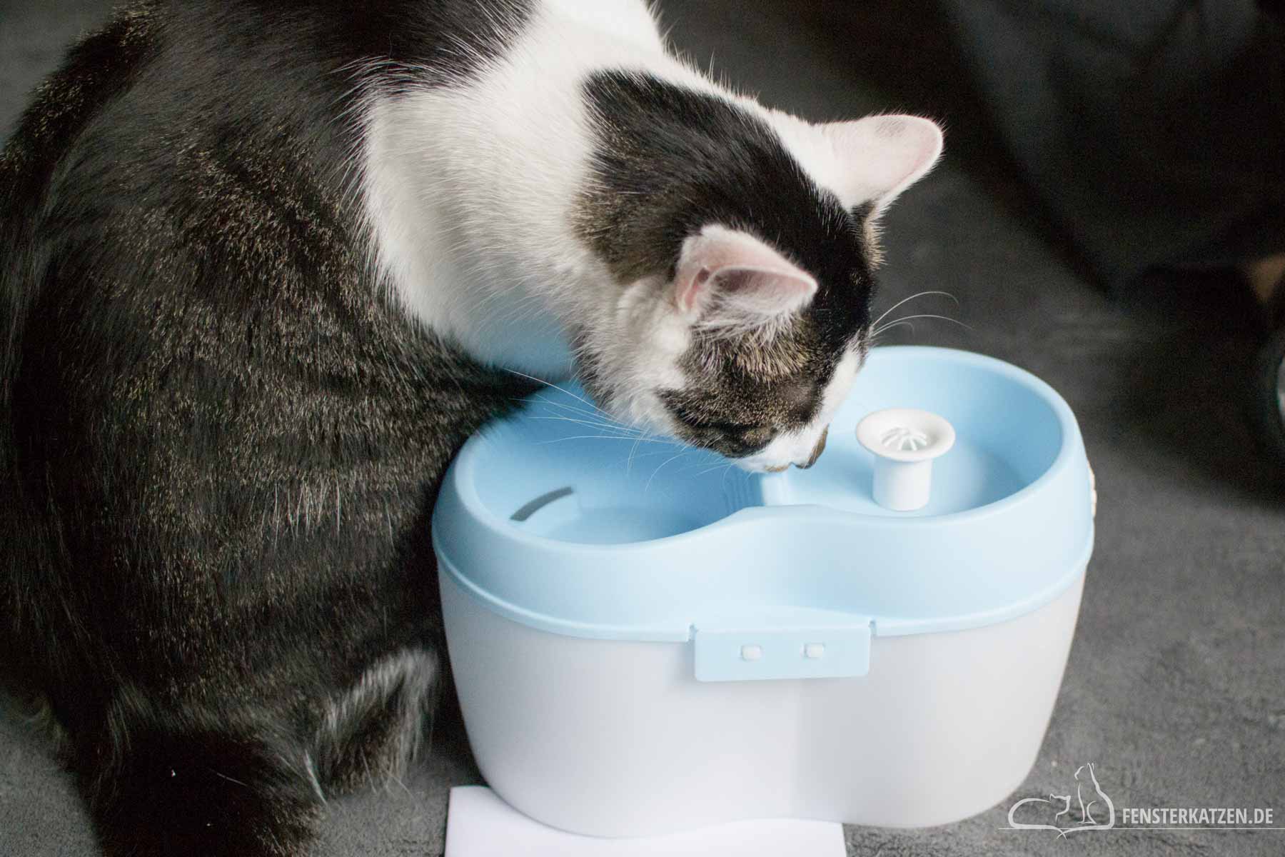Fensterkatzen-Getestet-Trinkbrunnen-CatH2O-AA-Aquarium-Titelbild