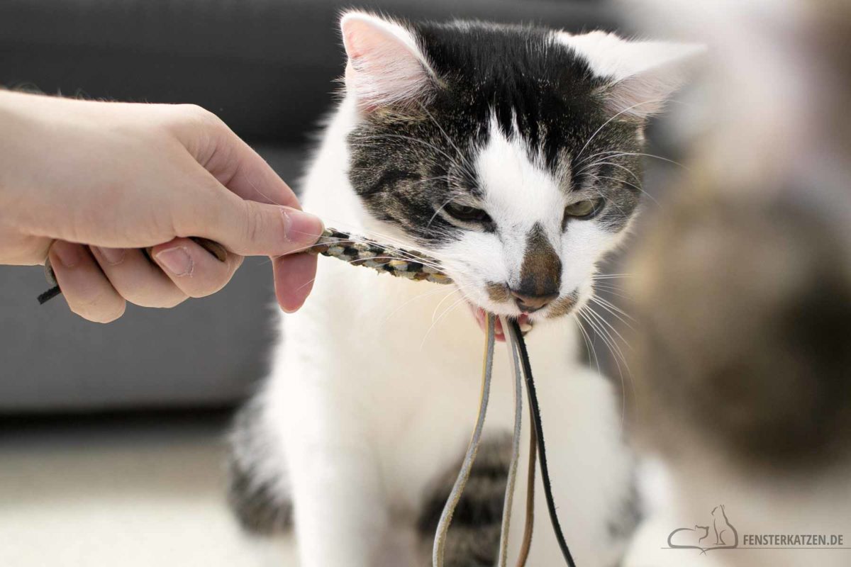 Fensterkatzen-DIY-Kauspielzeug-aus-Lederbaendern-Katzen-Titelbild