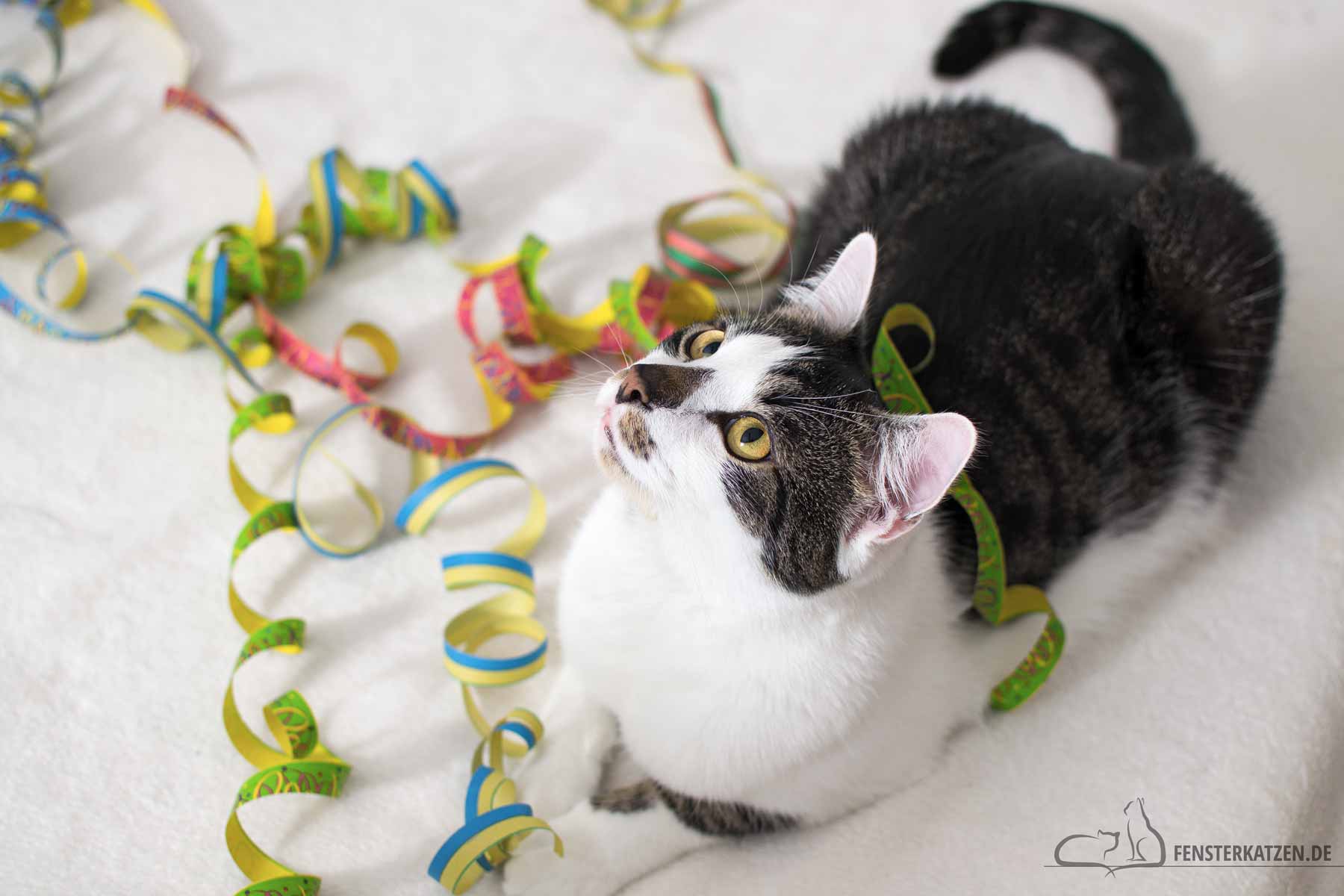 Fensterkatzen-Das-Erste-Mal-Silvester-mit-Katzen-Titelbild