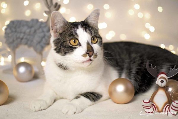 Fensterkatzen-Das-Erste-Mal-Weihnachten-mit-Katzen-Titelbild