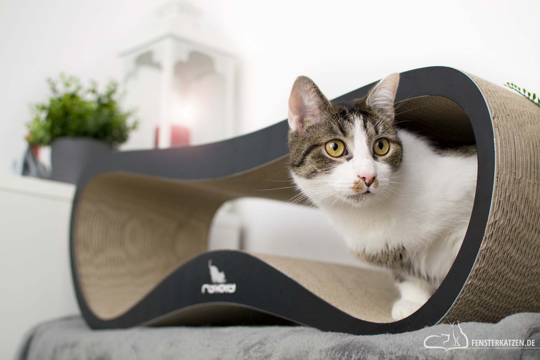 Fensterkatzen-Getestet-Katzen-Kratzmöbel-mykotty-Titelbild