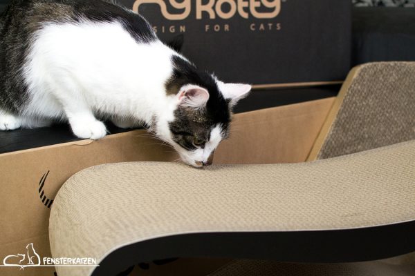 Fensterkatzen_Getestet_Kratzmöbel-mykotty_Beschnüffeln-02