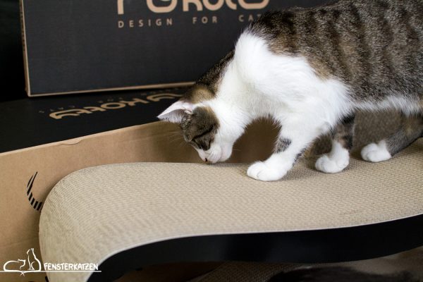 Fensterkatzen_Getestet_Kratzmöbel-mykotty_Beschnüffeln-03