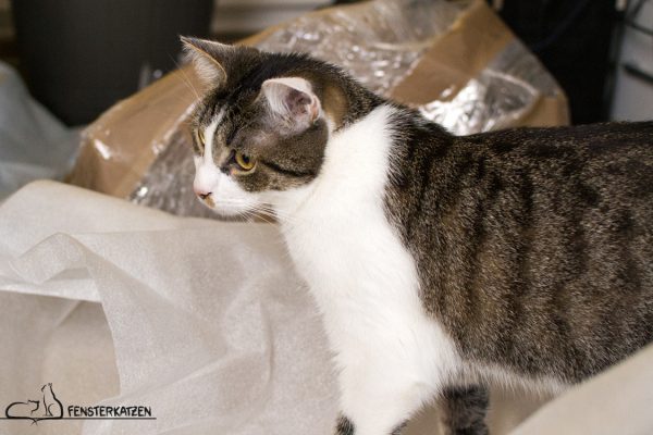Fensterkatzen_Getestet_Kratzmöbel-mykotty_Beschnüffeln-04
