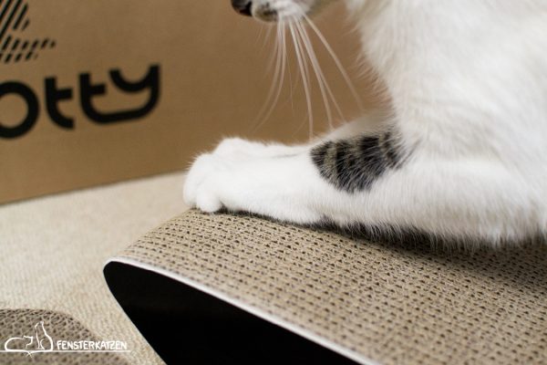 Fensterkatzen_Getestet_Kratzmöbel-mykotty_Beschnüffeln-05
