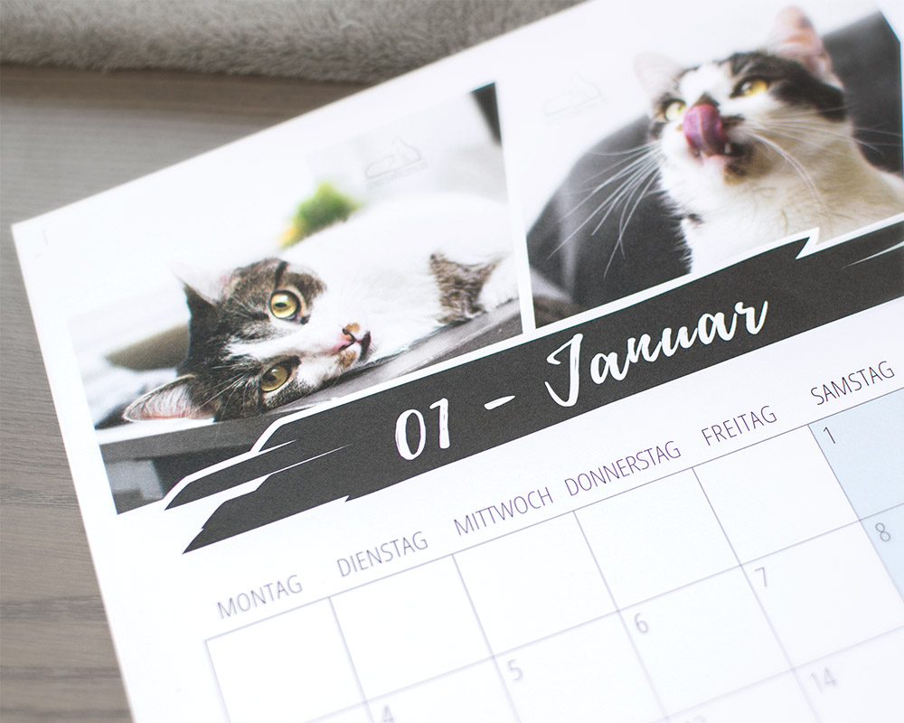 Fensterkatzen-Kalender-2019-Detail