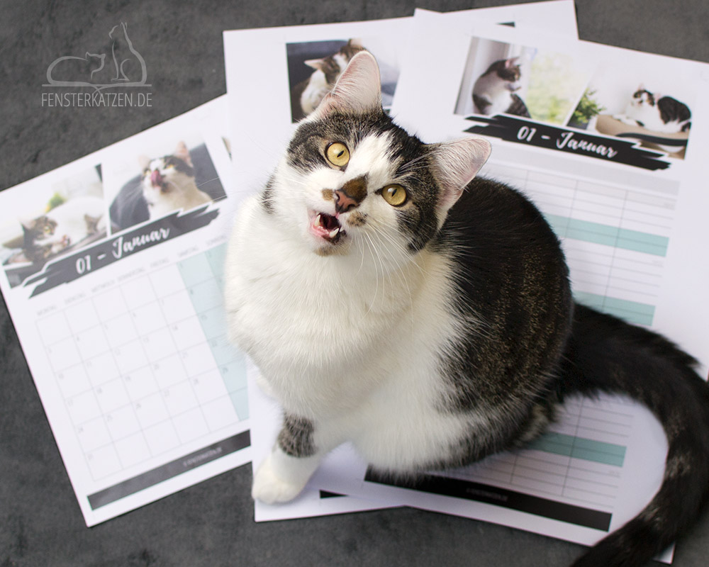 Fensterkatzen-Kalender-2019-Flash