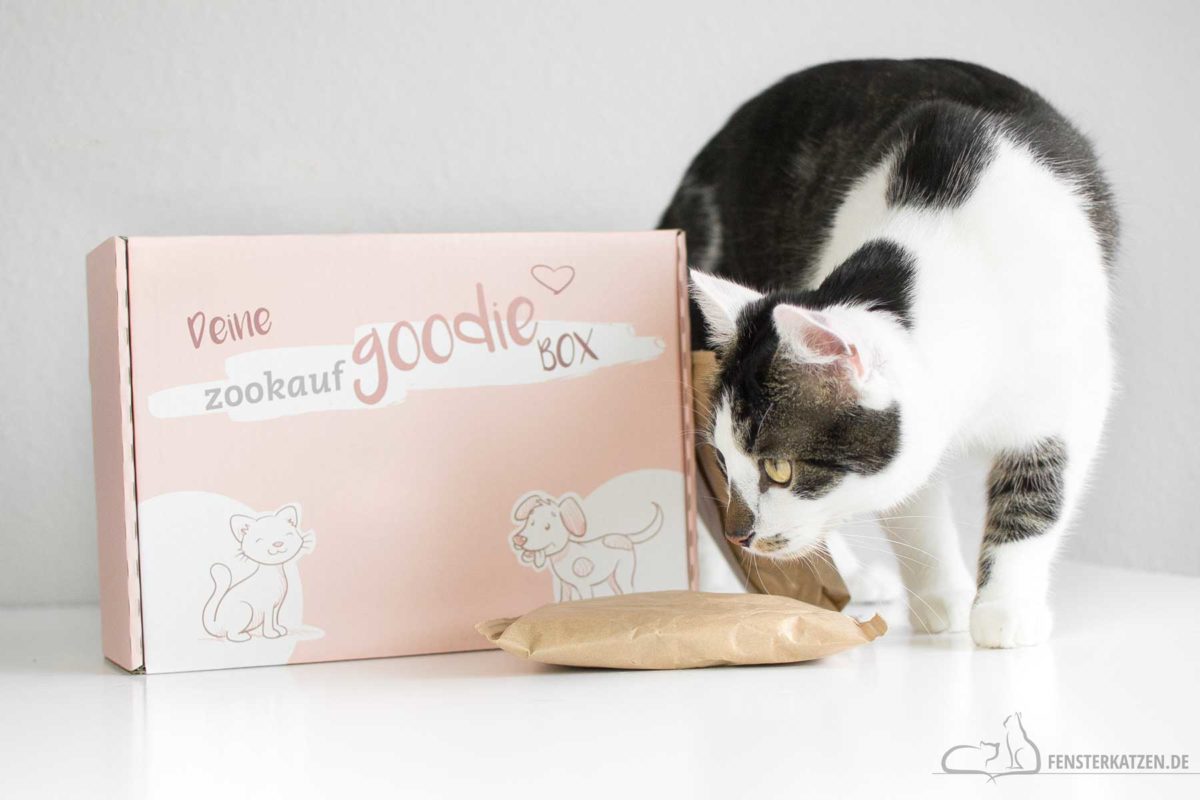 Fensterkatzen-Getestet-Goodiebox-Zookauf-Shop-Titelbild
