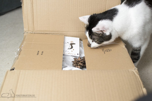 Fensterkatzen-Alltag-Tauschpaket-Katze-Kitten-Kater-Karton-2