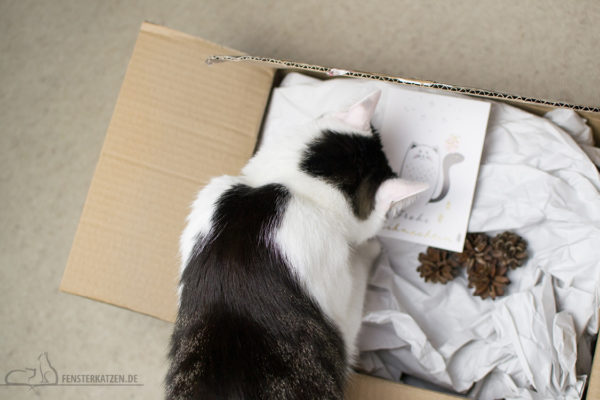Fensterkatzen-Alltag-Tauschpaket-Katze-Kitten-Kater-Schnuppern