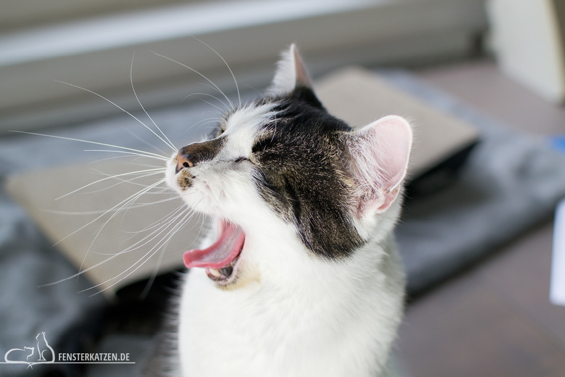 Fensterkatzen-Alltag-Jahresrueckblick-2018-Flash-gaehnen