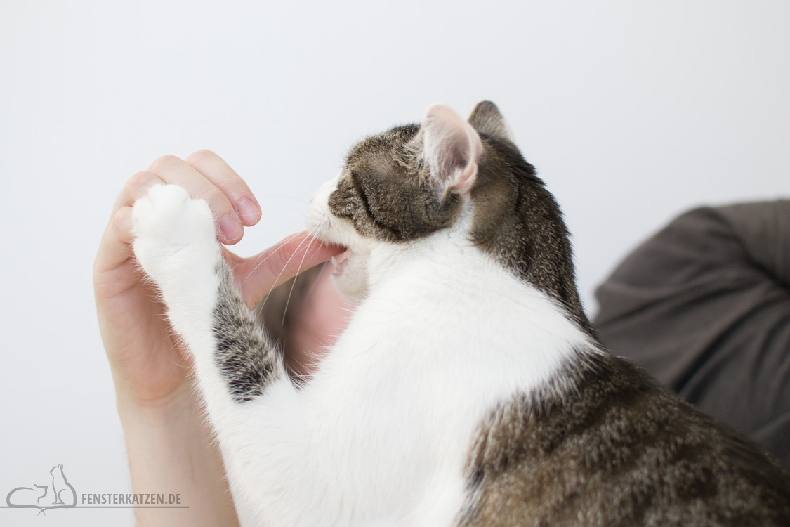 Fensterkatzen-Alltag-Jahresrueckblick-2018-Nala-beisst-Finger