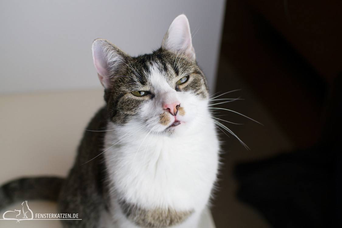 Fensterkatzen-Alltag-Jahresrueckblick-2018-Nala-boeser-Blick