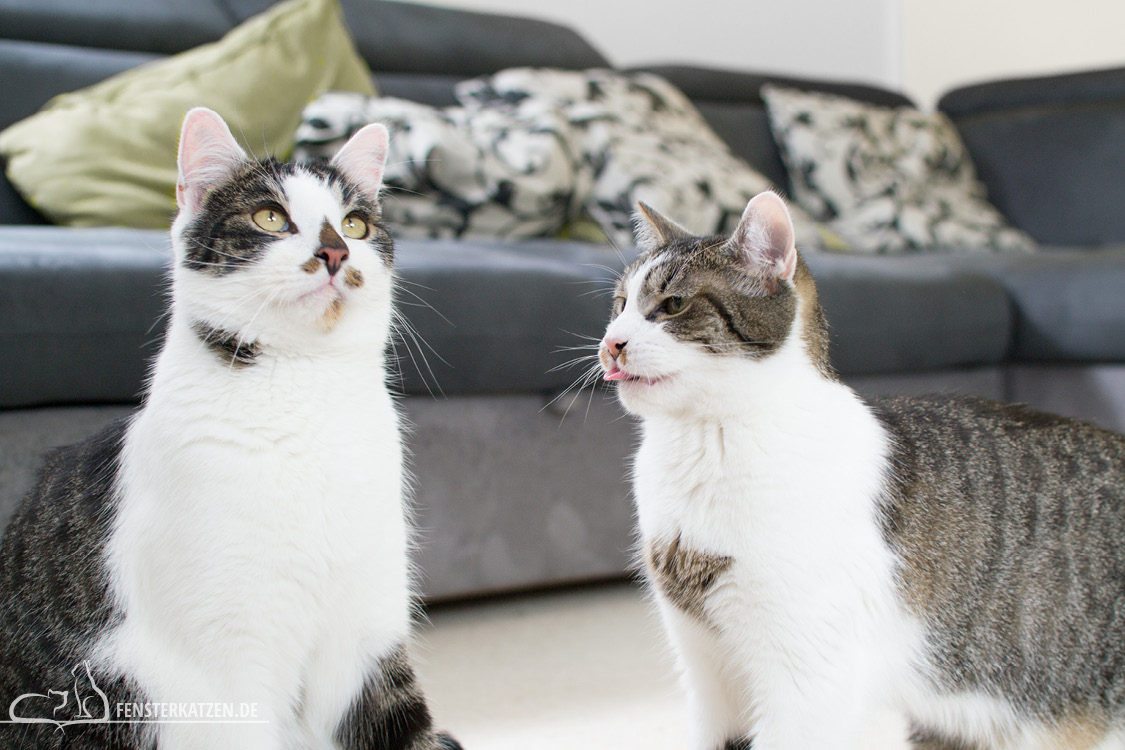 Fensterkatzen-Alltag-Jahresrueckblick-2018-Nala-streckt-Flash-Zunge-raus