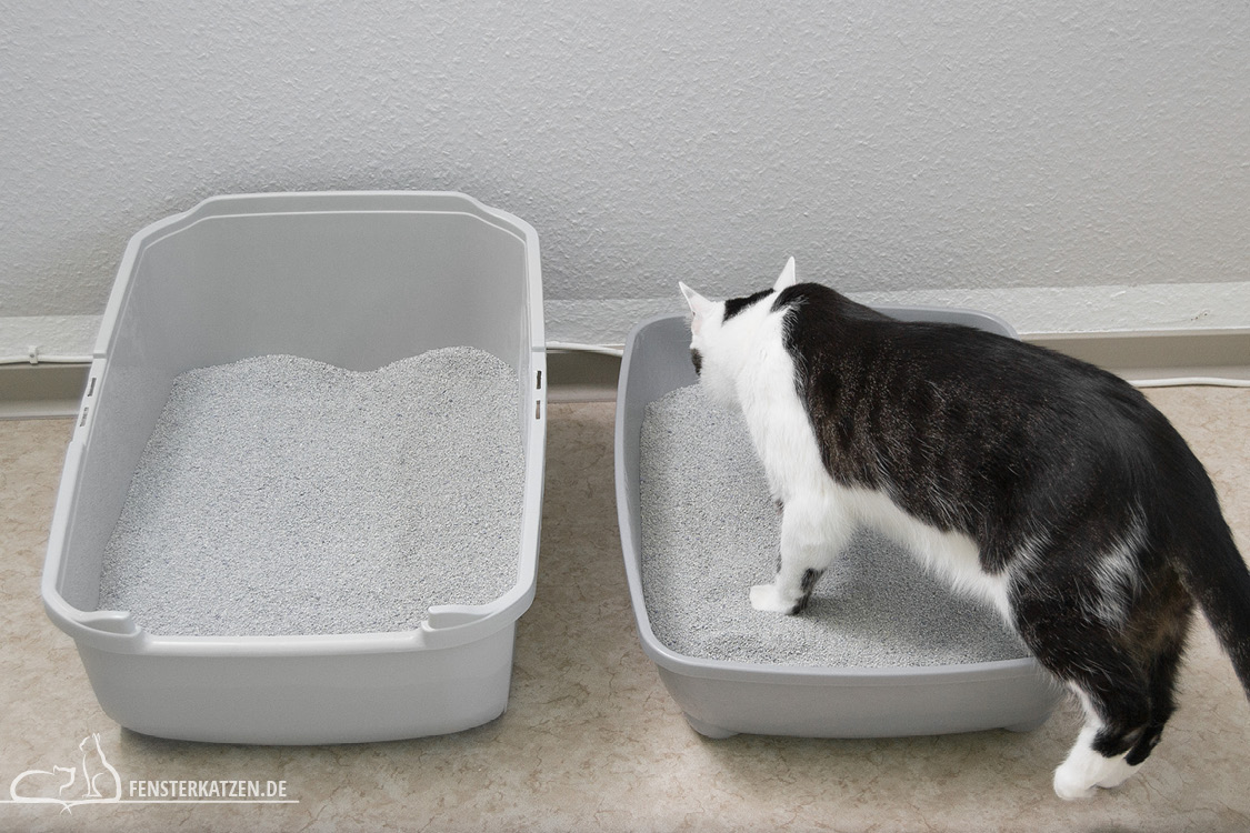 Wieviel Katzenstreu Braucht Eine Katze