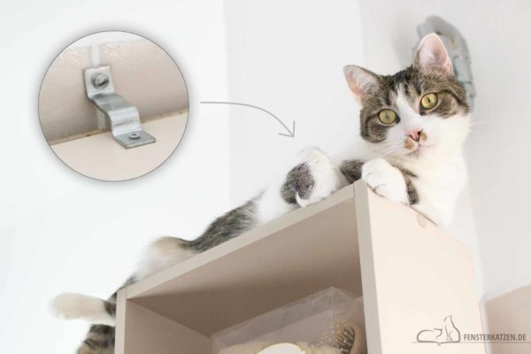 Fensterkatzen-Ratgeber-Katzensichere-Wohnung-Was-Muss-Ich-Beachten-Teil-Eins-Titelbild