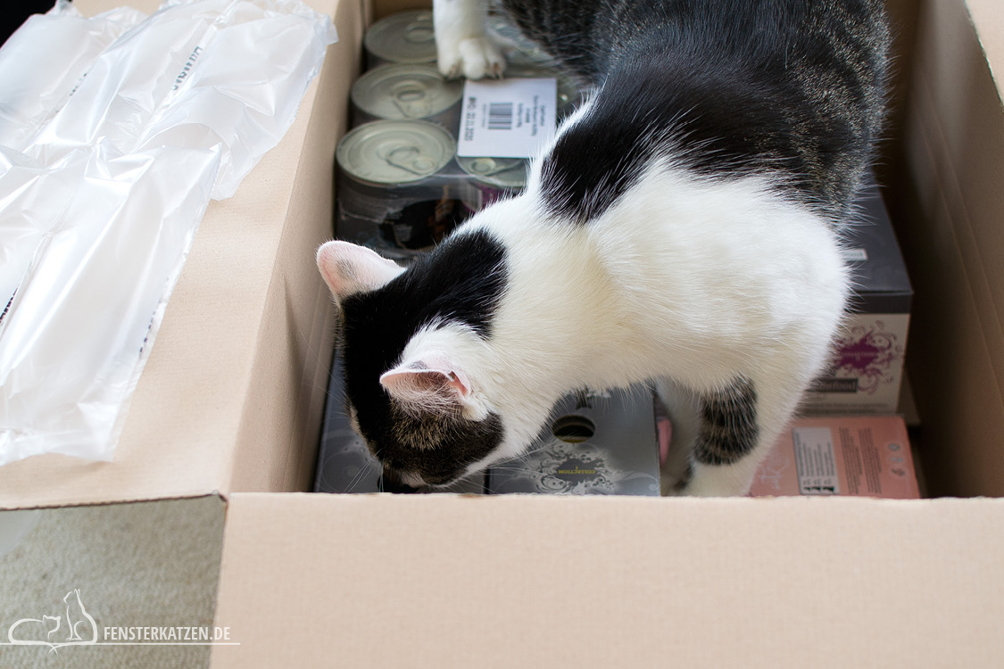 Fensterkatzen_Getestet_Catz-Finefood-Pets-Nature_Flash-im-Karton