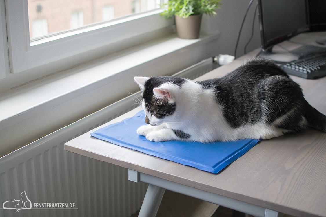 Fensterkatzen-Ratgeber-Abkuehlung-Katze-Tipps-Hitze-Kuehlmatte