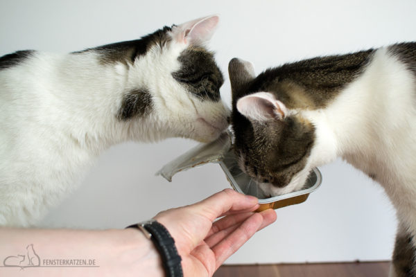 Fensterkatzen_Ratgeber_Dosen-Pouches-Schälchen_Schale-ausschlabbern