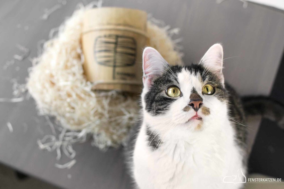 Fensterkatzen-Ratgeber-Katze-stirbt-Moeglichkeiten-Titelbild