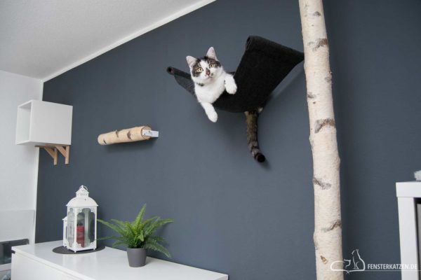 Fensterkatzen-DIY-Catwalk-Kletterwand-Katzen-Titelbild