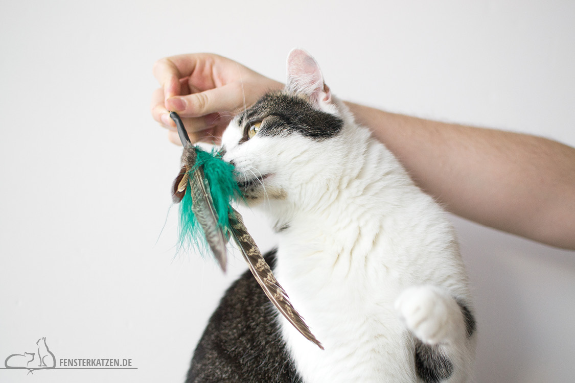 Fensterkatzen-Alltag-Tauschpaket-Blogkatzen-Anhaenger-Flash-01