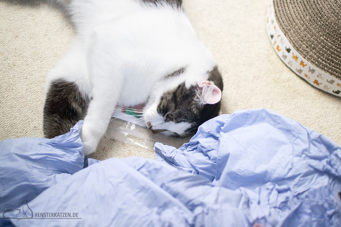 Fensterkatzen-Alltag-Tauschpaket-Blogkatzen-Flash-02