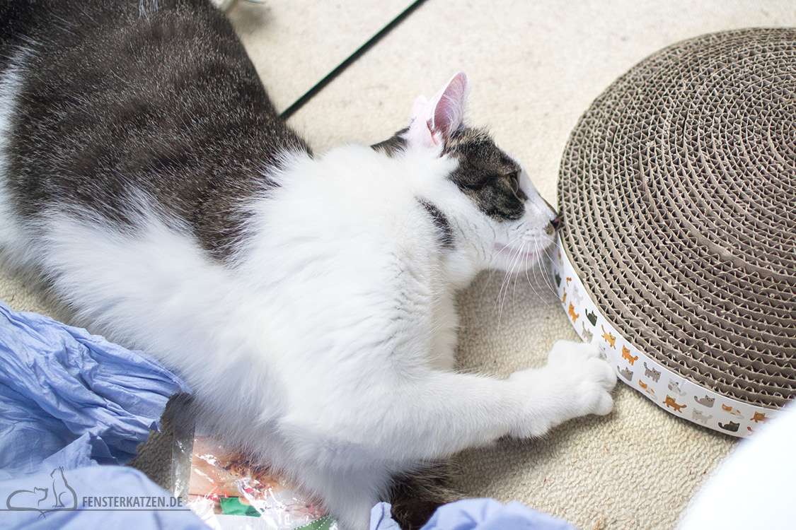 Fensterkatzen-Alltag-Tauschpaket-Blogkatzen-Flash-04
