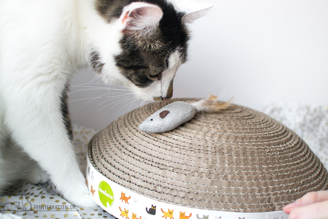 Fensterkatzen-Alltag-Tauschpaket-Blogkatzen-Kratzpappe-Flash