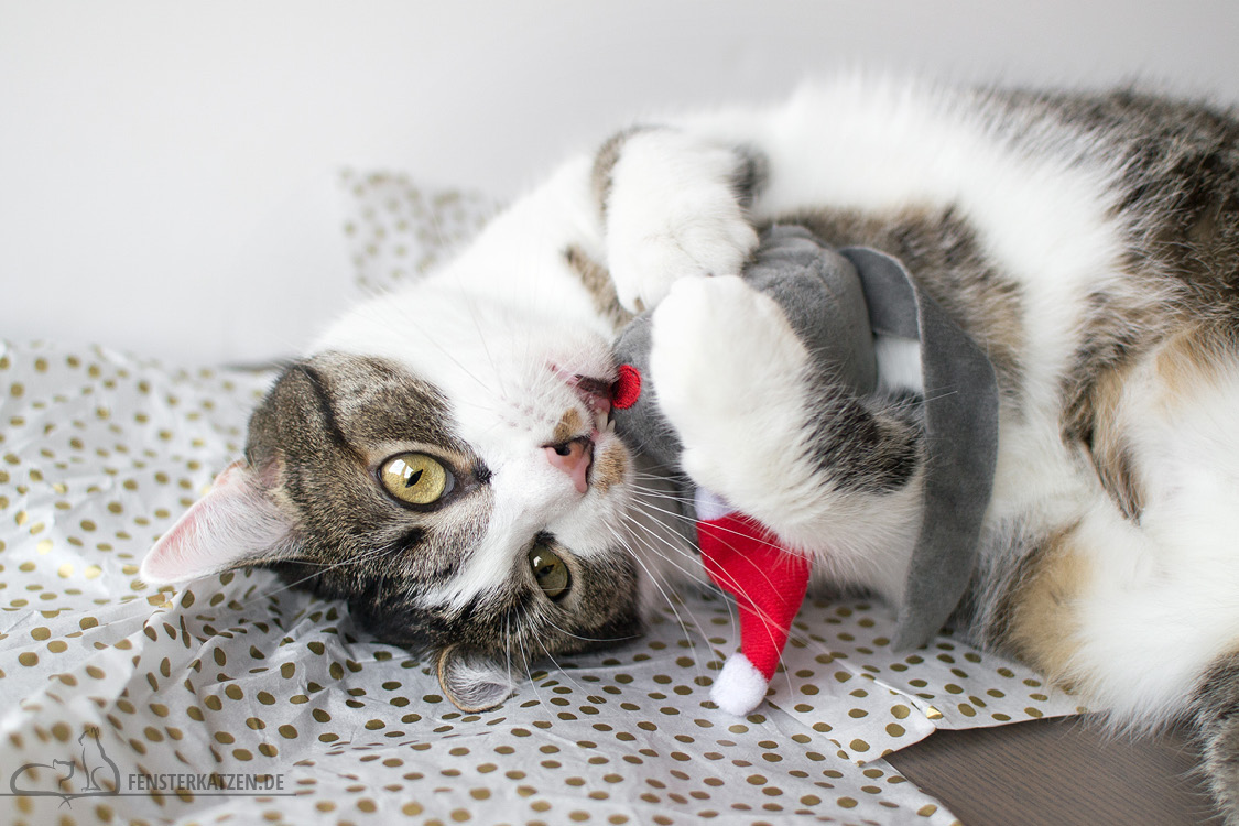 Fensterkatzen-Alltag-Tauschpaket-Blogkatzen-Nala-01
