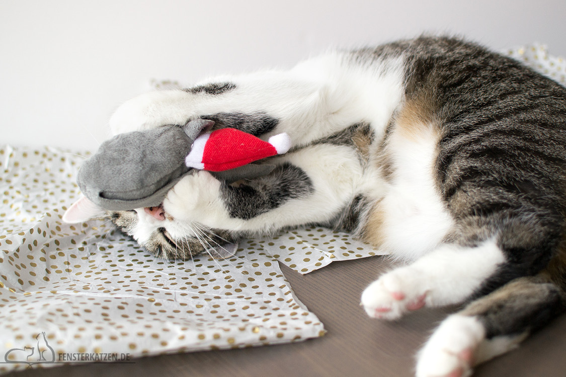 Fensterkatzen-Alltag-Tauschpaket-Blogkatzen-Nala-02