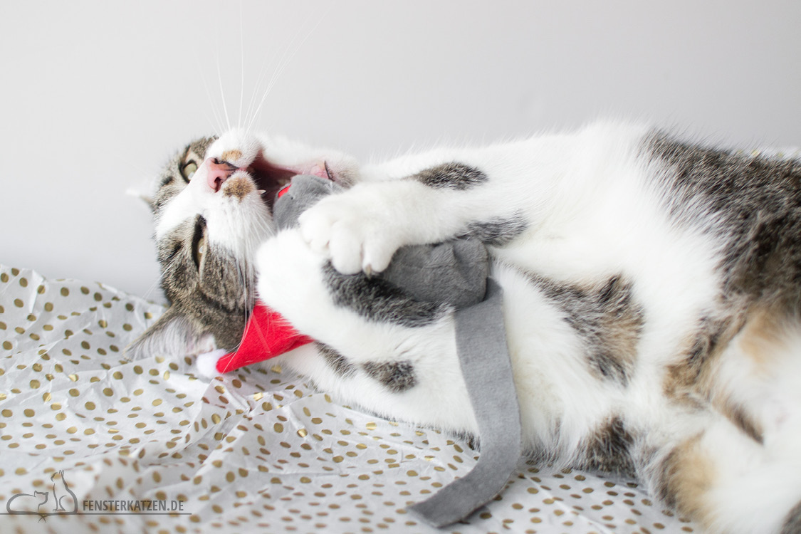 Fensterkatzen-Alltag-Tauschpaket-Blogkatzen-Nala-03