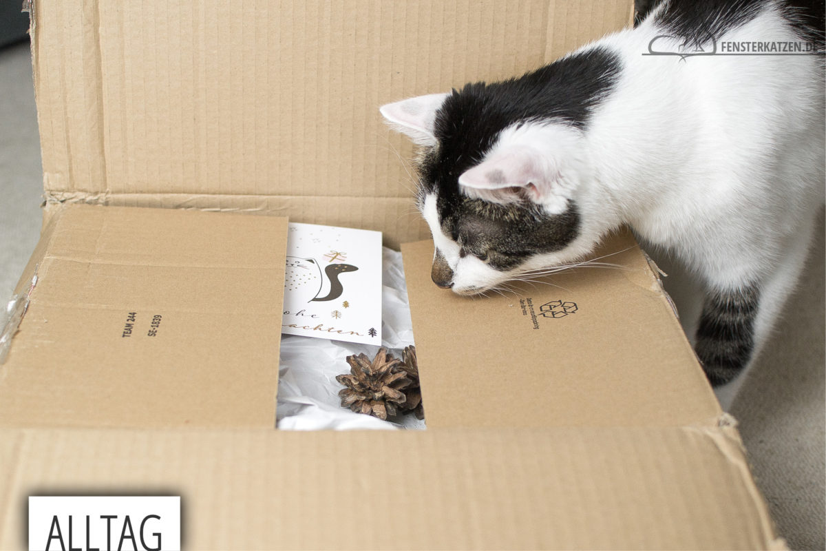 Fensterkatzen-Alltag-Tauschpaket-Katze-Kitten-Kater-Titelbild