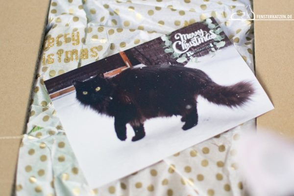 Fensterkatzen-News-Tauschpaket-Blogkatzen-Titelbild