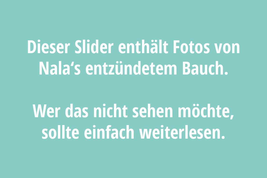 Fensterkatzen-Alltag-Nalas-Rolligkeit-Kastrations-Dilemma-Teil-4-Warnhinweis