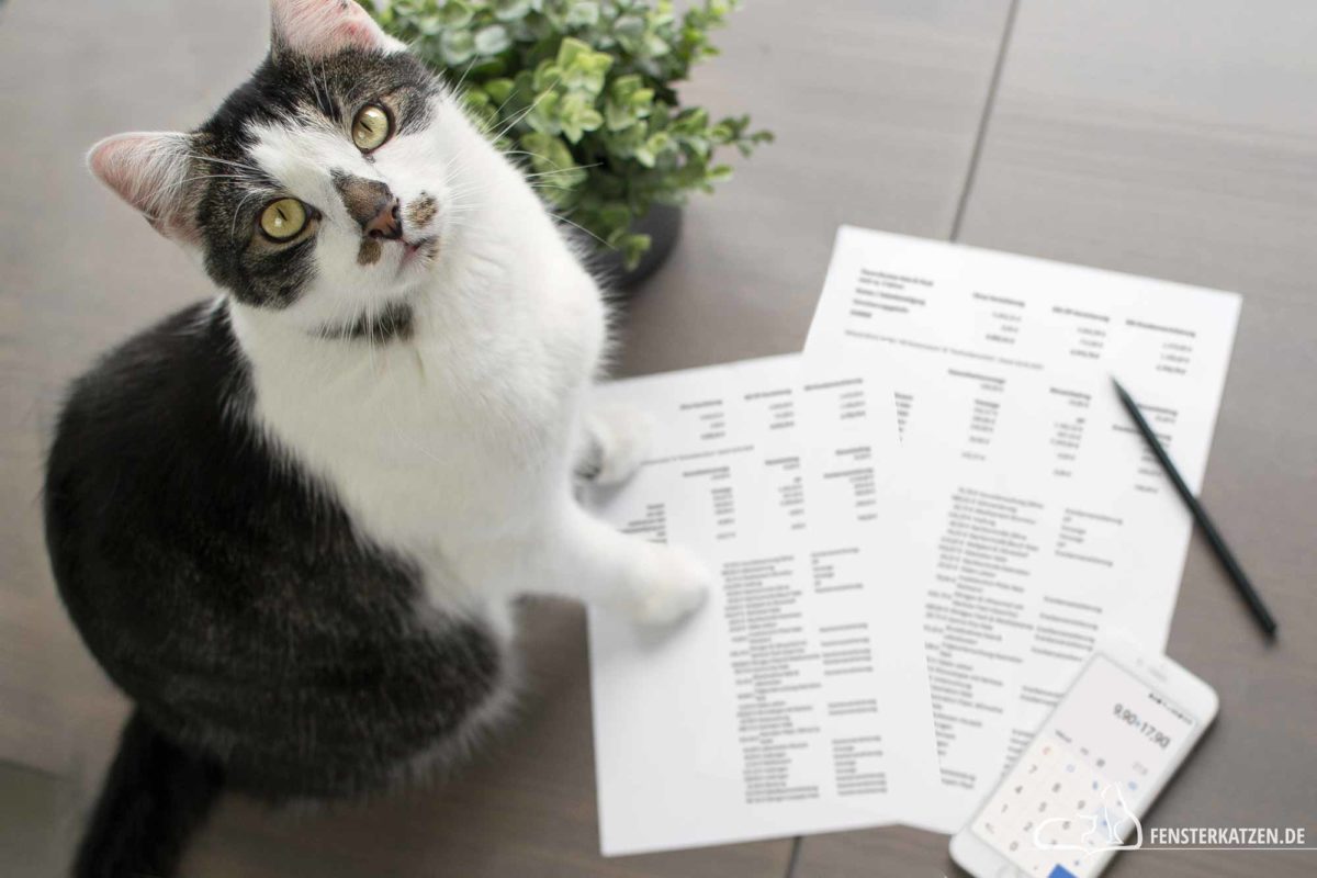 Fensterkatzen-Ratgeber-Versicherung-fuer-Katzen-sinnvoll-Titelbild