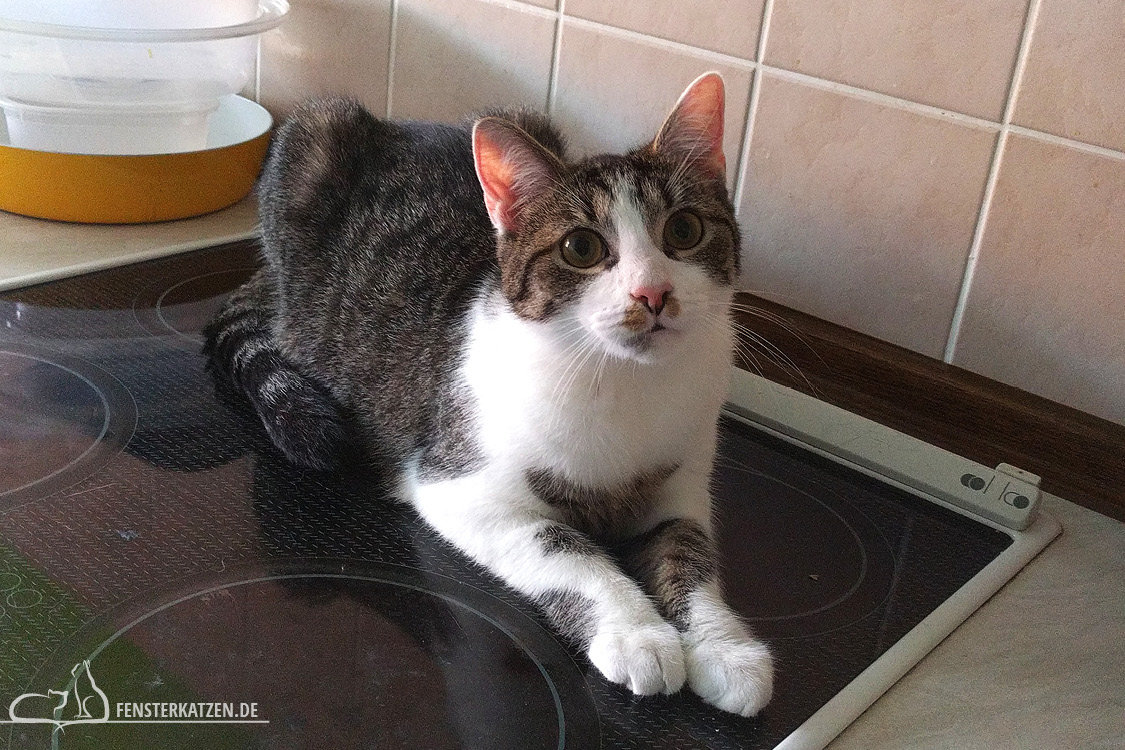 Fensterkatzen-Ratgeber-Katzensichere-Wohnung-Was-Muss-Ich-Beachten-Nala-Herd