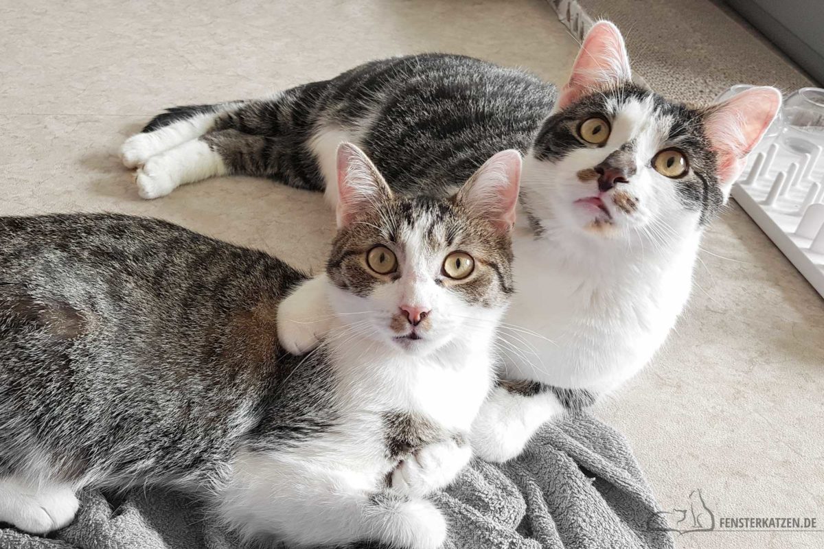 Fensterkatzen-Ratgeber-Katze-Kater-Unterschied-was-passt-besser-zu-mir-Titelbild