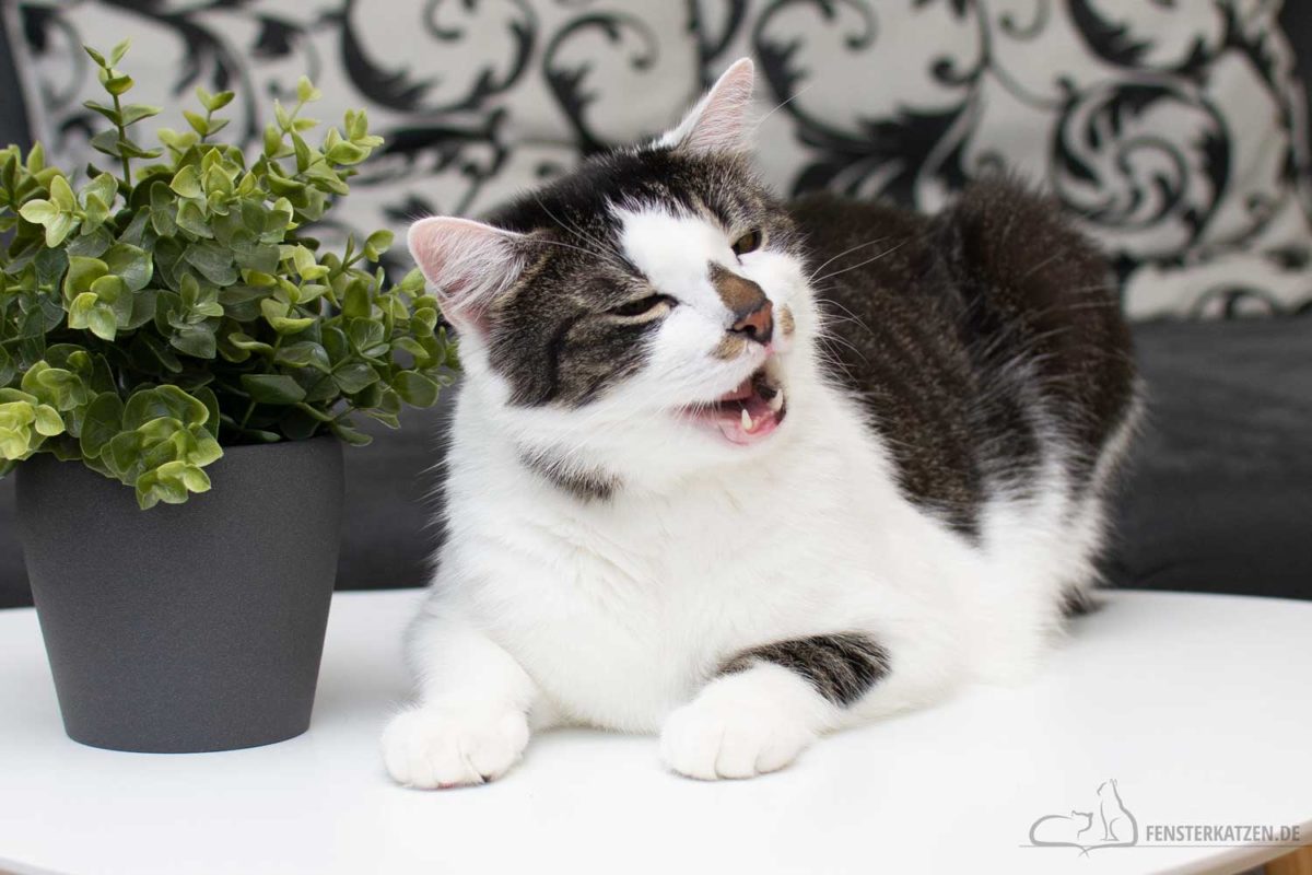 Fensterkatzen-News-Jahresrueckblick-2020-Outtakes-02